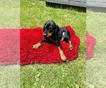 Puppy 3 Doberman Pinscher