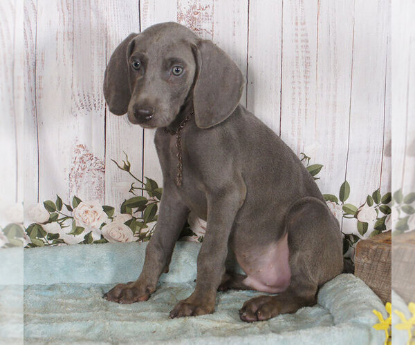 Medium Photo #1 Weimaraner Puppy For Sale in PENNS CREEK, PA, USA