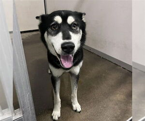 Siberian Husky Dogs for adoption in Stockton, CA, USA