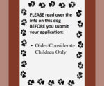 Small Photo #4 Mutt Puppy For Sale in Fargo, ND, USA