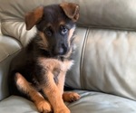 Puppy 3 German Shepherd Dog
