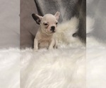 Small Photo #1 French Bulldog Puppy For Sale in HARTVILLE, MO, USA