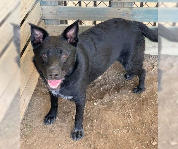 Medium Photo #2 Mutt Puppy For Sale in Riverside, CA, USA