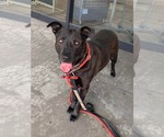 Small #8 Labrador Retriever Mix