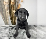 Small Photo #8 Labrador Retriever Puppy For Sale in GREENWOOD, IN, USA