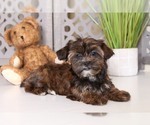 Small Photo #2 Shorkie Tzu Puppy For Sale in MOUNT VERNON, OH, USA