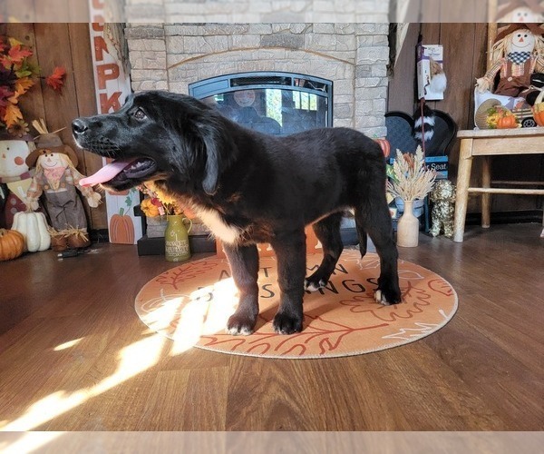 Medium Photo #39 Golden Mountain Dog Puppy For Sale in BLACK FOREST, CO, USA
