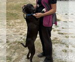 Small #2 Borador