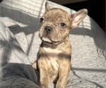 Small Photo #3 Faux Frenchbo Bulldog Puppy For Sale in GREENEVILLE, TN, USA