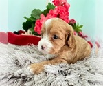 Puppy Maisy Cavapoo
