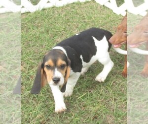 Beagle Puppy for Sale in RATTAN, Oklahoma USA