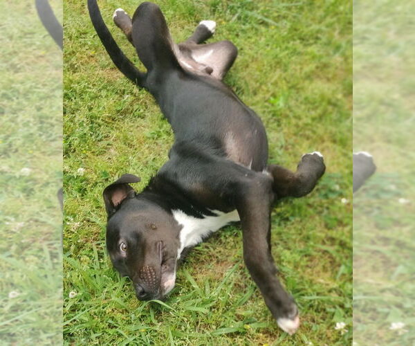 Medium Photo #20 Catahoula Leopard Dog-Staffordshire Bull Terrier Mix Puppy For Sale in Talladega, AL, USA