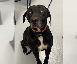 Labrador Retriever-Unknown Mix Dogs for adoption in St. Cloud, FL, USA