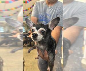 Chihuahua Dogs for adoption in San Antonio, TX, USA