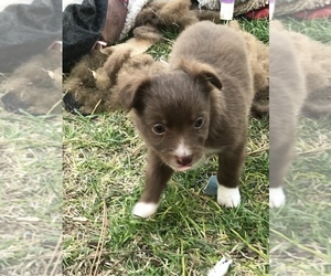 Miniature Australian Shepherd Puppy for sale in TRIBUNE, KS, USA