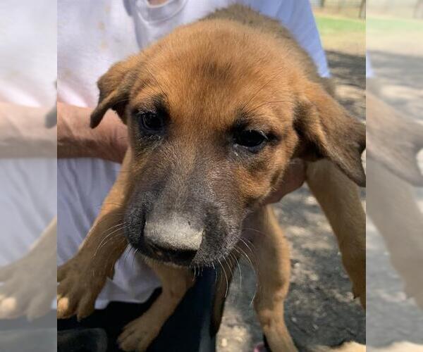 Medium Photo #1 Mutt Puppy For Sale in San Antonio, TX, USA