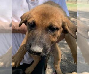 Mutt Dogs for adoption in San Antonio, TX, USA