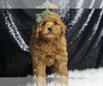 Image preview for Ad Listing. Nickname: Shuggy AKC