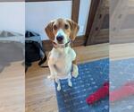 Small Beagle