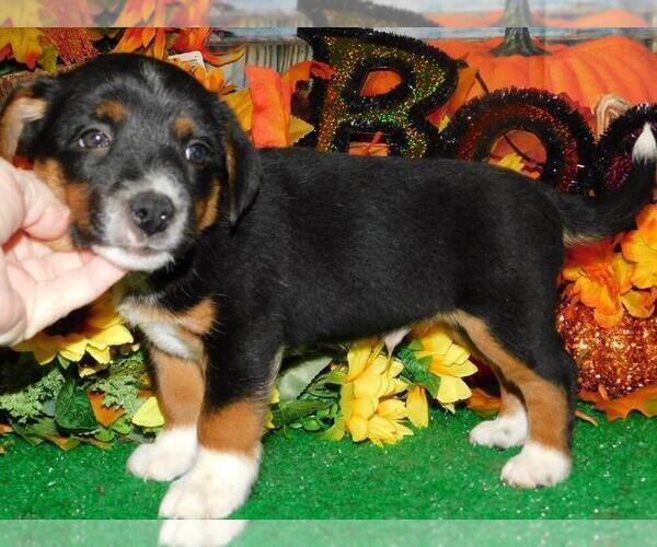 Medium Photo #1 Raggle Puppy For Sale in HAMMOND, IN, USA
