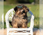 Puppy Azul F1 Maltipoo (Miniature)