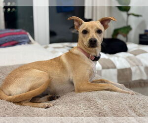 Mutt Dogs for adoption in miami, FL, USA