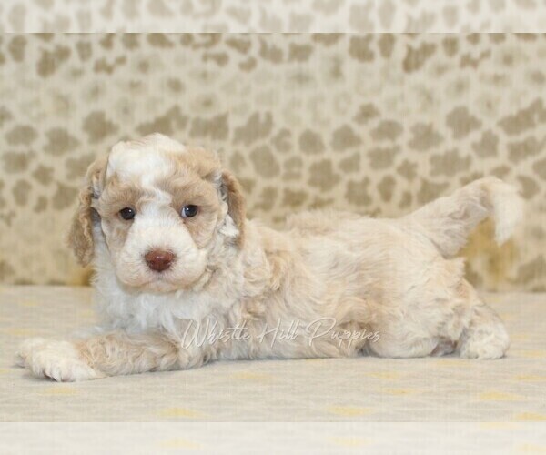 Medium Photo #2 Miniature Bernedoodle Puppy For Sale in DENVER, PA, USA