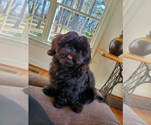 Shih Tzu Puppy for sale in RICHMOND, VA, USA