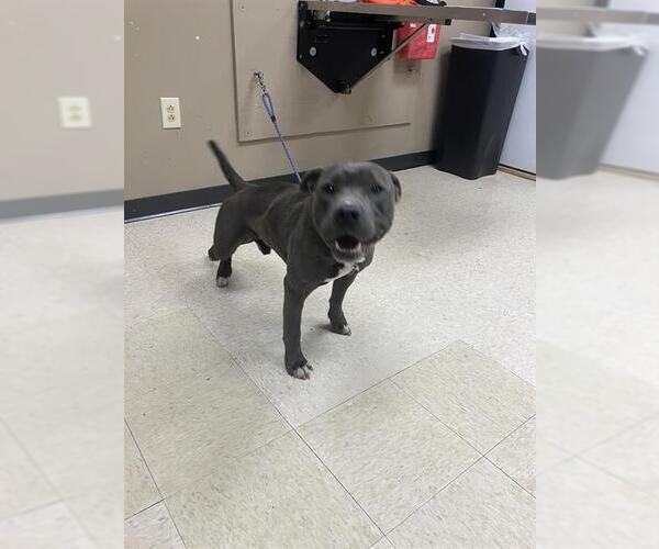 Medium Photo #1 American Pit Bull Terrier-Unknown Mix Puppy For Sale in Conroe, TX, USA