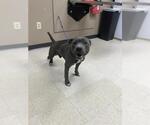 Small American Pit Bull Terrier Mix