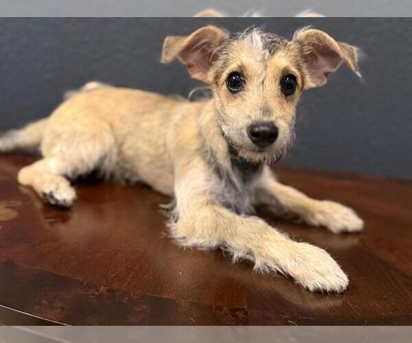 Medium Photo #1 Mutt Puppy For Sale in San Antonio, TX, USA