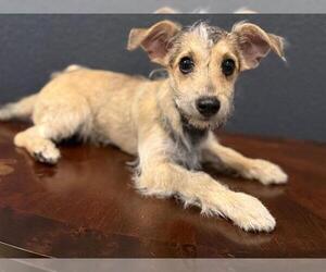 Mutt Dogs for adoption in San Antonio, TX, USA