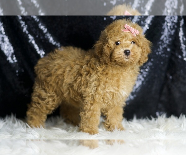 Medium Photo #4 Poodle (Toy) Puppy For Sale in WARSAW, IN, USA