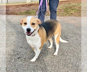 Beagle-Unknown Mix Dogs for adoption in Bridgewater, NJ, USA