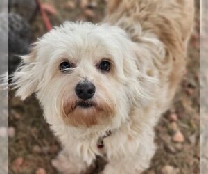 Lhasa-Poo Dogs for adoption in Phoenix, AZ, USA
