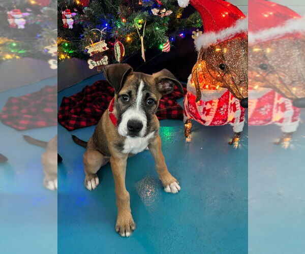 Medium Photo #1 Mutt Puppy For Sale in Muskegon, MI, USA