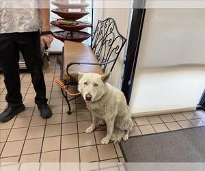 Siberian Husky-Unknown Mix Dogs for adoption in Burbank, CA, USA