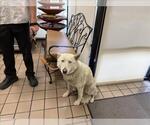 Small Siberian Husky Mix