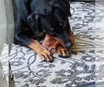 Small #6 Doberman Pinscher Mix