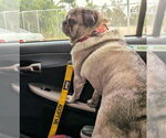 Small #2 Pug