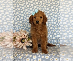 Goldendoodle (Miniature) Puppy for sale in KIRKWOOD, PA, USA