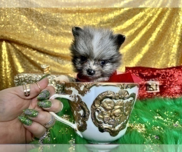 Medium Photo #41 Pomeranian Puppy For Sale in HAYWARD, CA, USA