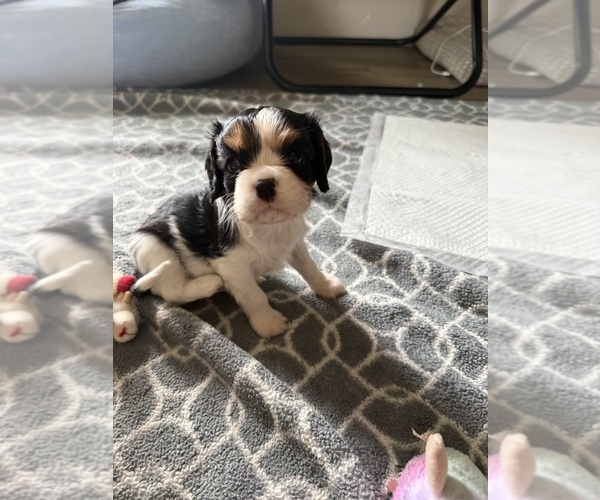 Medium Photo #1 Cavalier King Charles Spaniel Puppy For Sale in CLARKSTON, MI, USA