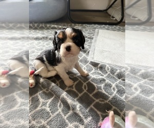Medium Cavalier King Charles Spaniel