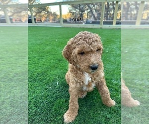 Medium Goldendoodle-Poodle (Standard) Mix