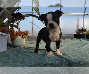 Boston Terrier Puppy for Sale in GREENWOOD, Wisconsin USA