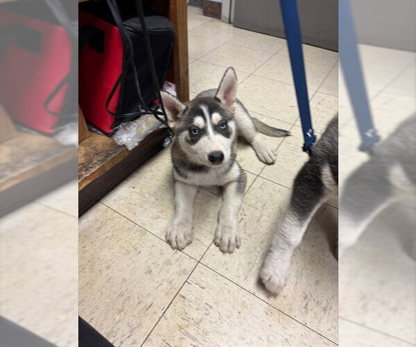 Medium Photo #1 Siberian Husky Puppy For Sale in Stockton, CA, USA