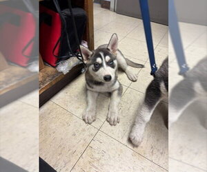 Siberian Husky Dogs for adoption in Stockton, CA, USA
