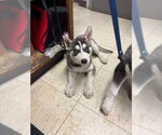 Small Siberian Husky