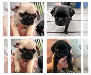 Pug Puppy for sale in FORT PIERCE, FL, USA